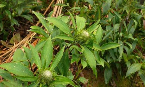 中草药忍冬屯作用-专业忍冬有啥功效平台-忍冬药材